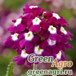 Семена Вербена гибридная (Verbena hybrida) "Obsession Cascade F1" (burgundy with eye) raw 1000 шт.