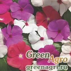 Семена Катарантус розовый ампельный (Vinca rosea) "Cora Cascade F1" (mix) raw 100 шт.