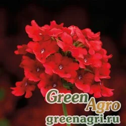 Семена Вербена гибридная (Verbena hybrida) "Obsession Cascade F1" (scarlet) raw 1000 шт.