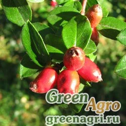 Семена Кизильник распростертый (Cotoneaster divaricatus) 50 гр.