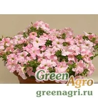 Семена Петуния ампельная гибридная (Petunia x hybrida) "Amore Mio F1" (pastel pink) raw 1000 шт.