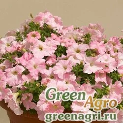 Семена Петуния ампельная гибридная (Petunia x hybrida) "Amore Mio F1" (pastel pink) raw 1000 шт.
