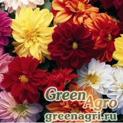Семена Георгина летняя (Dahlia variabilis) "Hello Gorgeous F1" (mix) raw Произв. 100 шт.