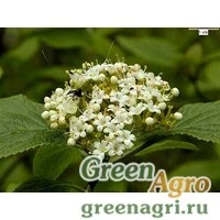 Семена Калина гордовина (Viburnum lantana) 60 г