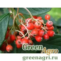Семена Кизильник млечный (Cotoneaster lacteus) 10 гр.