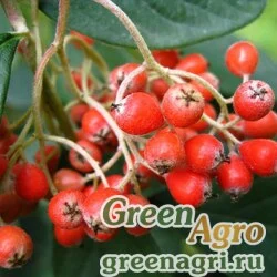 Семена Кизильник млечный (Cotoneaster lacteus) 10 гр.
