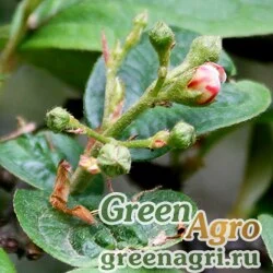 Семена Кизильник пузырчатый (Cotoneaster bullata) 10 гр.