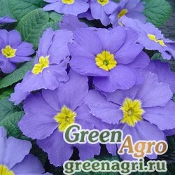 Семена Примула бесстебельная (Primula acaulis) "Accord S1" (light blue) 0.2 гр.