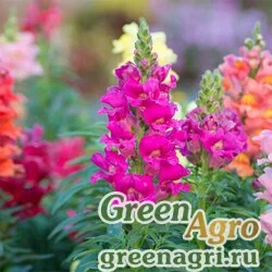 Семена Львиный зев (Антирринум) большой (Antirrhinum majus) "Madame Butterfly F1" (pink) raw 1000 шт.