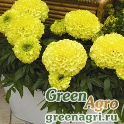 Семена Бархатцы прямостоячие (Tagetes erecta) "Inca 2 F1" (primrose) detailed 100 шт.
