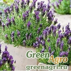 Семена Лаванда узколистная (Lavandula angustifolia) "Bandera" (purple) raw 500 шт.