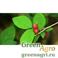 Семена Жимолость раннецветущая (Lonicera praeflorens) 4 г