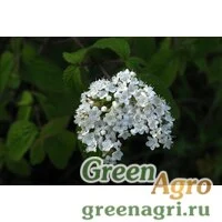 Семена Калина ичанская (Viburnum ichangense) 45 г