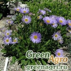 Семена Астра альпийская (Aster alpinus) (blue) 7 г