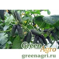 Семена Огурец Атос F1(1уп-1000шт) п-к (инкруст,сем) , Агрофирма Поиск-Профи