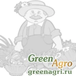 Семена Капуста цветная Парижанка(1уп-500шт) (инкруст,сем)