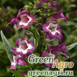 Семена Пенстемон Хартвига (Penstemon hartwegii) "Partybells" (violet) raw 1000 шт.