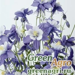 Семена Аквилегия гибридная (Aquilegia hybrida) "Swan F1" (blue and white) raw 100 шт.