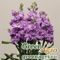Семена Левкой седой (Matthiola incana) "Katz" (lavender blue) raw 1000 шт.