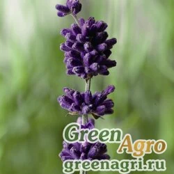 Семена Лаванда узколистная (Lavandula angustifolia) "Blue Scent Early" (lavender) primed 1000 шт.