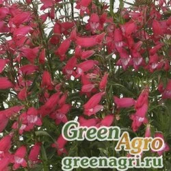 Семена Пенстемон мехикальский (Penstemon x mexicali) "Carillo" (red) raw Нов. 1000 шт.