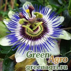 Семена Пассифлора  голубая (Passiflora caerulea) (blue) 10 г
