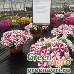 Семена Петуния ампельная гибридная (Petunia x hybrida) "Skybox F1" (rose star) raw 1000 шт.