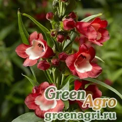 Семена Пенстемон Хартвига (Penstemon hartwegii) "Partybells" (red) raw 1000 шт.