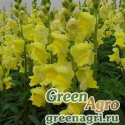 Семена Львиный зев (Антирринум) большой (Antirrhinum majus) "Rocket f1" (golden) Raw 1000 шт.