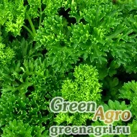 Семена Петрушка Кучерявец (1уп -100гр) , Агрофирма Поиск-Профи