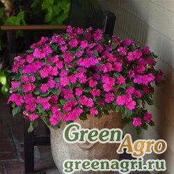 Семена Бальзамин Уоллера (Impatiens walleriana) "Beacon F1" (violet shades) raw 1000 шт. Семена Бальзамин Уоллера (Impatiens walleriana) "Beacon F1" (violet shades) raw 1000 шт.