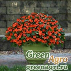 Семена Бальзамин Уоллера (Impatiens walleriana) "Beacon F1" (orange) raw 1000 шт. Семена Бальзамин Уоллера (Impatiens walleriana) "Beacon F1" (orange) raw 1000 шт.