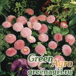 Семена Маргаритка многолетняя (Bellis perennis) "Tasso" (pink) pelleted 1000 шт.