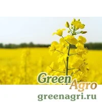 Сидераты Рапс 25кг САДОВИТА