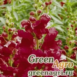 Семена Львиный зев (Антирринум) большой (Antirrhinum majus) "Liberty Classic F1" (crimson) raw 1000 шт.