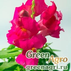 Семена Львиный зев (Антирринум) большой (Antirrhinum majus) "Snappy F1" (lavender) raw 1000 шт.