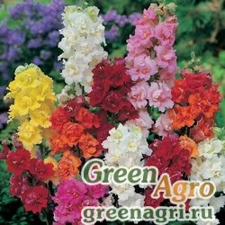 Семена Львиный зев (Антирринум) большой (Antirrhinum majus) "Madame Butterfly F1" (mix) raw 1000 шт.