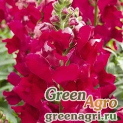Семена Львиный зев (Антирринум) большой (Antirrhinum majus) "Liberty Classic F1" (scarlet) Raw 1000 шт.