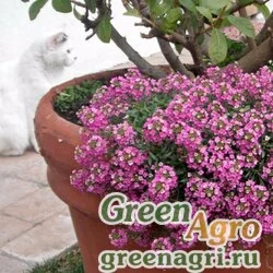 Семена Алиссум Восточные ночи  (упак-50 гр.)