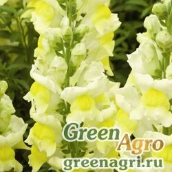 Семена Львиный зев (Антирринум) большой (Antirrhinum majus) "Liberty Classic F1" (yellow) raw 1000 шт.