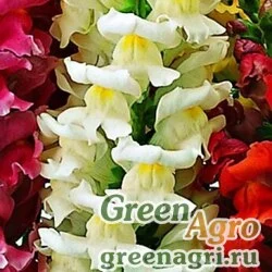 Семена Львиный зев (Антирринум) большой (Antirrhinum majus) "Liberty Classic F1" (white) raw 1000 шт.