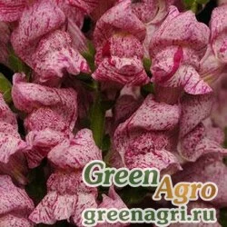 Семена Львиный зев (Антирринум) большой (Antirrhinum majus) "Purple Twist F1" raw 1000 шт.