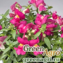 Семена Львиный зев (Антирринум) большой (Antirrhinum majus) "Snappy F1" (lavender bicolour) Raw 1000 шт.