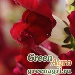 Семена Львиный зев (Антирринум) большой (Antirrhinum majus) "Red Delialah F1" raw 1000 шт.