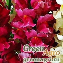 Семена Львиный зев (Антирринум) большой (Antirrhinum majus) "Liberty Classic F1" (rose pink) raw 1000 шт.