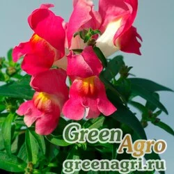 Семена Львиный зев (Антирринум) большой (Antirrhinum majus) "Snappy F1" (orchid) Raw 1000 шт.