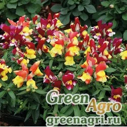 Семена Львиный зев (Антирринум) большой (Antirrhinum majus) "Snappy F1" (tricolor mixture) raw Произв. 1000 шт.