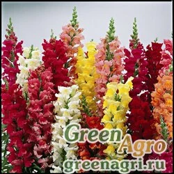 Семена Львиный зев (Антирринум) большой (Antirrhinum majus) "Liberty Classic F1" (mix) raw 1000 шт.