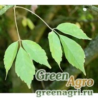 Клен виноградолистный (Acer cissifolium) (обескрыленные семена) 3 г