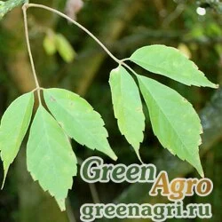 Клен виноградолистный (Acer cissifolium) (обескрыленные семена) 3 г